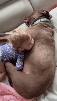  Pit Bull-Mix Shares Tender Embrace With Toddler