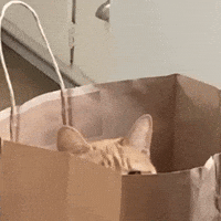 Peek A Boo Smh GIF by Carmen Monoxide