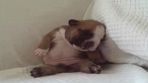 french bulldog sleeping GIF