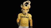 GIF by Venados FC