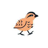 Phxdw Sticker by Phoenix Design Week