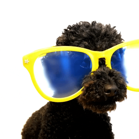 guidetobetterliving giphyupload dog sunglasses celebrity GIF