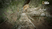 big cat week jaguar supercat GIF by Nat Geo Wild 