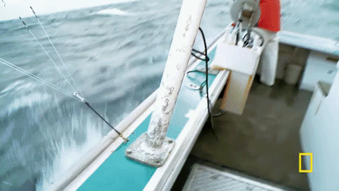 wicked tuna GIF by National Geographic Channel