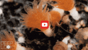 GIF by KQEDScience