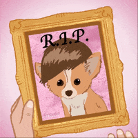 Dog Fox GIF by gifnews