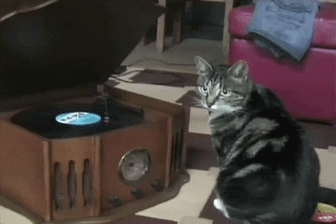 cat scratching GIF by America's Funniest Home Videos