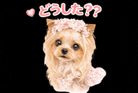 Yorkshire Terrier What GIF