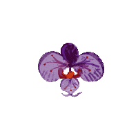 ovunquebycaro flower flowers pretty violet Sticker