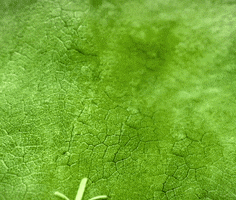 Plant Leaf GIF by ELMØ