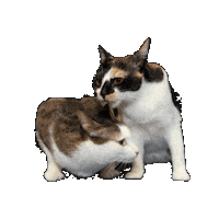 25Cats Sticker by Gray Hat Films
