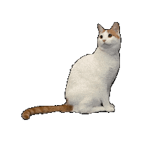 25Cats Sticker by Gray Hat Films