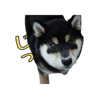 犬 柴犬 Sticker