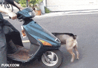 doggie GIF