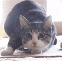 Cat Kur GIF