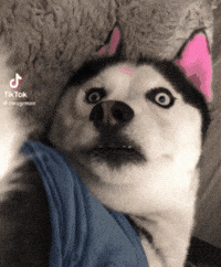 swagrman dog confused husky swaggy wolfdog GIF