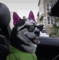 swagrman love dog romantic crush GIF
