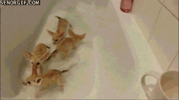 fennec foxes fox GIF by Cheezburger