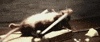 mouse GIF