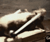 Mice GIF