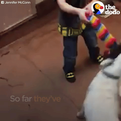 GIF by The Dodo