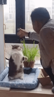 cuteanimalland giphyupload GIF