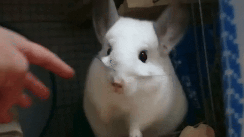 cuteanimalland giphyupload GIF