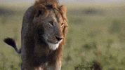 proud big cat GIF by BBC Earth