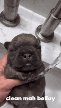 Pibble GIF
