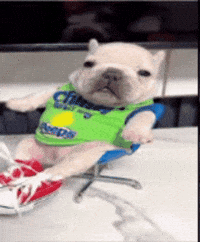 Pibble GIF