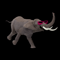 manadacriativa feliz elephant elefante sorrindo GIF