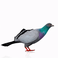 Pigeon GIF