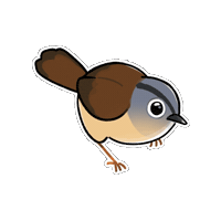 Firuo_drawingbirds bird 鳥 畫眉 grey-cheeked fulvetta Sticker
