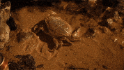 ricky gervais netflix GIF by Derek