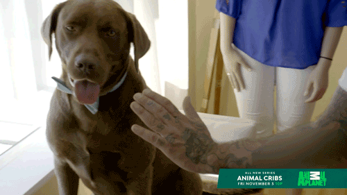 high five animal cribs GIF