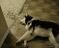 Hungry Dog GIF by JustViral.Net