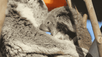 Tired San Diego GIF by San Diego Zoo Wildlife Alliance
