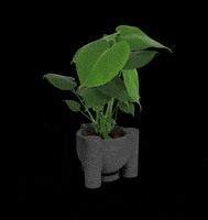 MuyBonito plants oaxaca plantas monstera GIF
