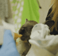 happy i love you GIF by San Diego Zoo