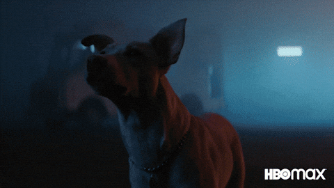 Good Boy Dog GIF by HBO Max