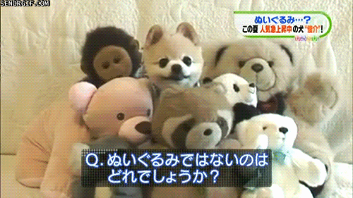 dog stuffed animal GIF by Cheezburger