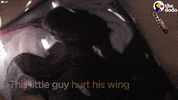 african penguin GIF by The Dodo