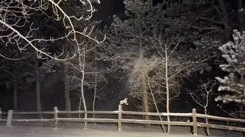 Wind Gusts Blow Shimmering Snowflakes in Central Colorado