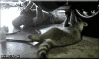 raccoon GIF
