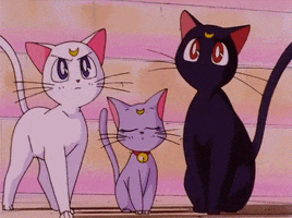 sailor moon cat GIF