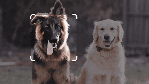 ivnramrez giphyupload GIF