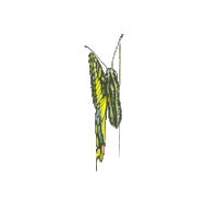 Butterfly Sticker by Boston College Arts Council