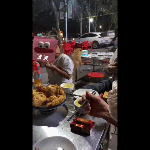 cuteanimalland giphyupload GIF