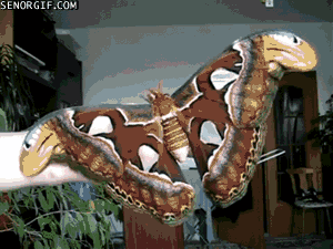moth squee GIF by Cheezburger