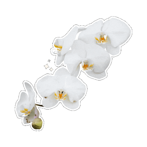 Pink Flower Sticker by Pompona